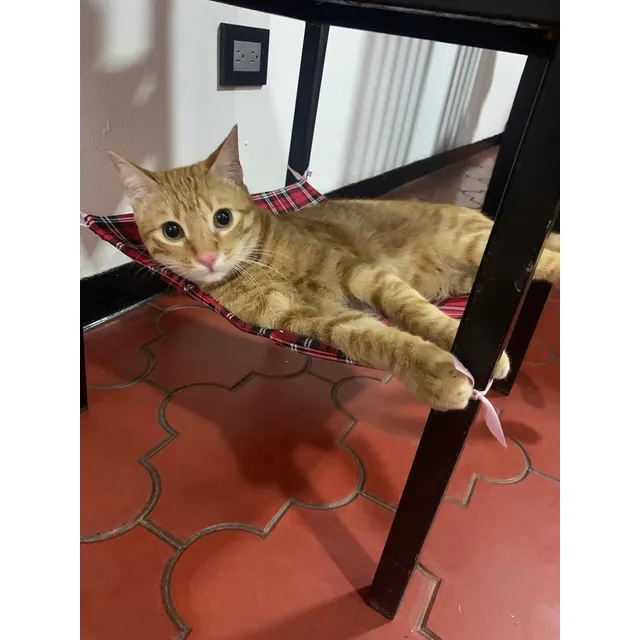 Gatos - Hamacas Para Gatos - 36x36 Cm - Hamacas En Caracas