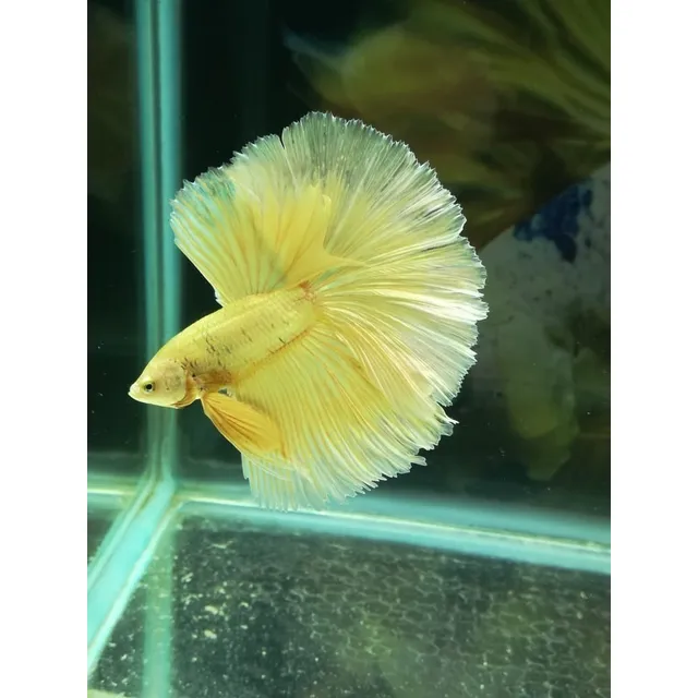 Bettas Importados En Venta