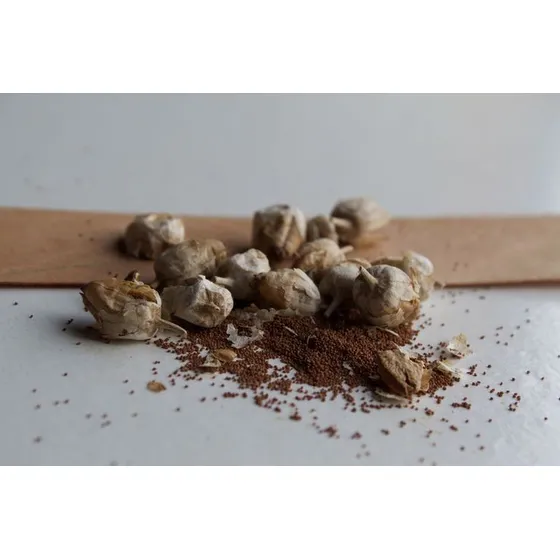 Semillas De Tabaco 