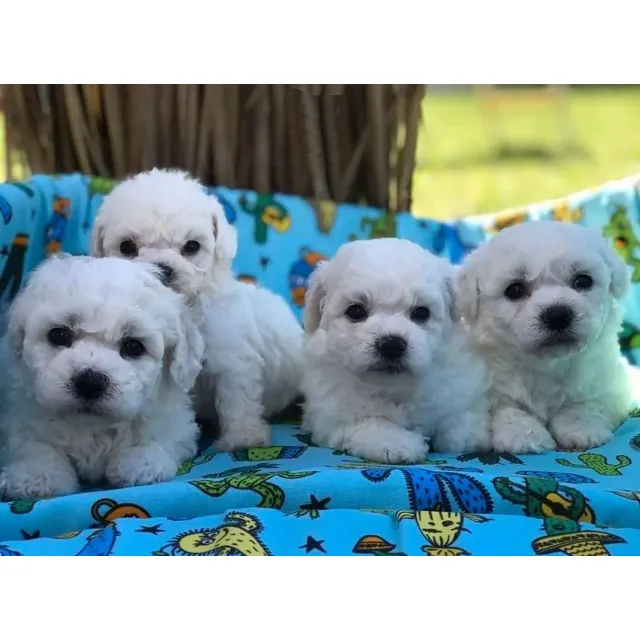 Cachorros French Poodle Toy