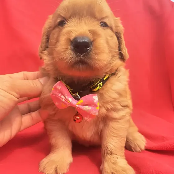 Golden Retriver Hembras\u002Fmachos  10 Abril 2026 | MercadoLibre