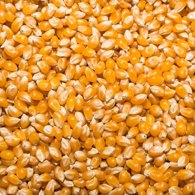 10 Kg Maíz Palomero Agroecológico Nueva Cosecha Excelente