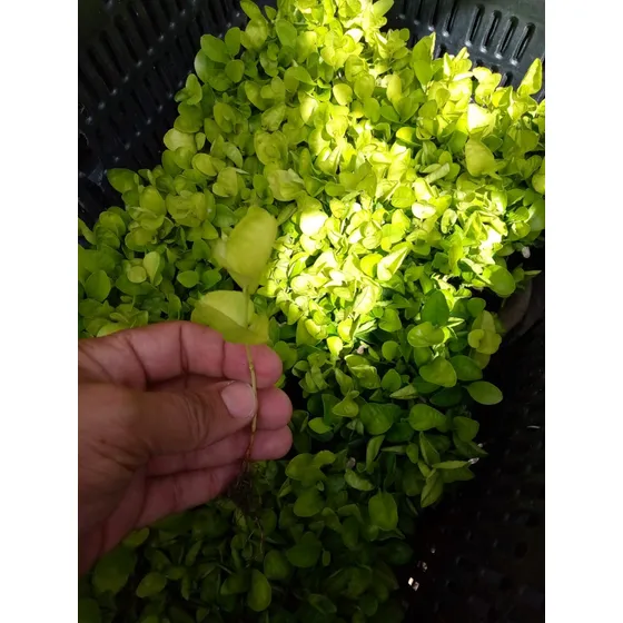 300 Plantas De Limoncillo A Raíz Desnuda  Para Cerca Viva