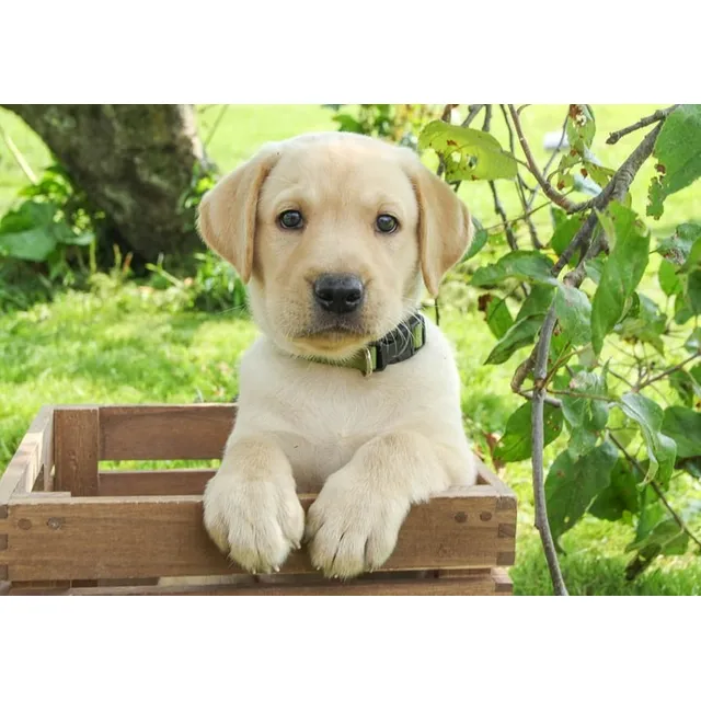 Labrador Beige Impactante Pureza - Criadero Estancia Del Mar