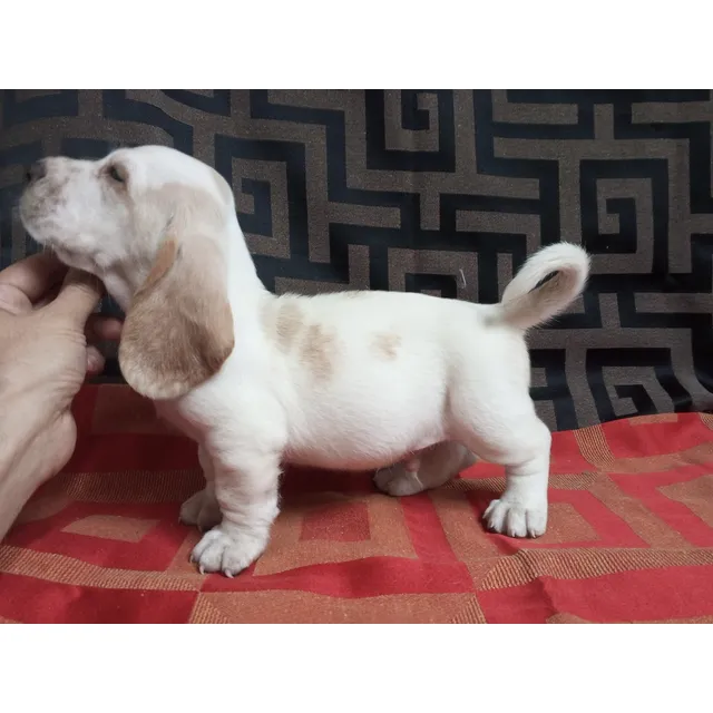 Cachorros Bassethound
