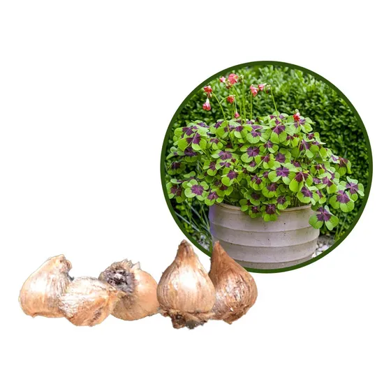 Bulbos Trebol 4 Hojas Oxalis Buena Suerte Importado Holanda