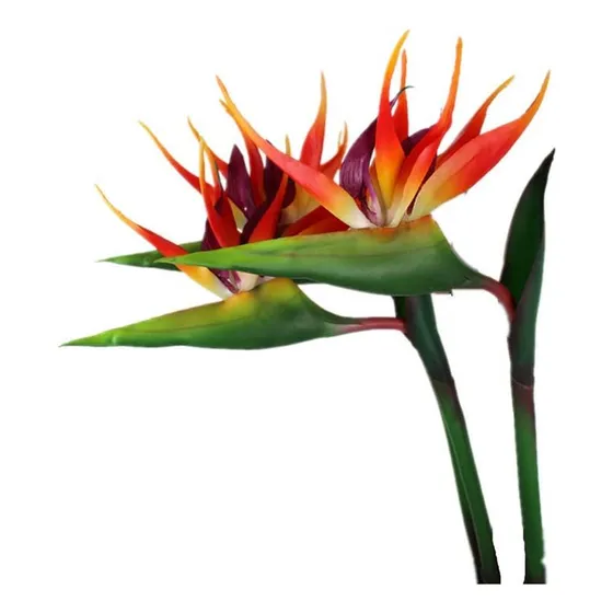 Dodxiaobeul Flor Permanente De Ave Del Paraíso Grande De 32