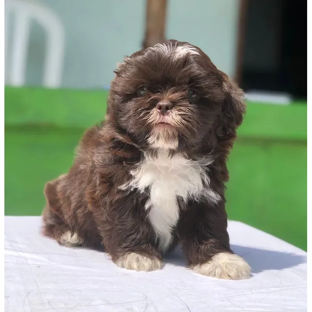Cachorritos Shitzu De La Mejor Genetica