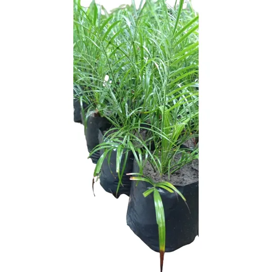Palmeras Phoenix Fennix Robellini Al Mejor Precio!!
