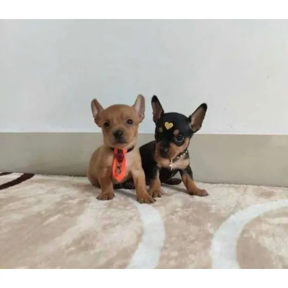 Pinscher Disponíveis- Pronta Entrega