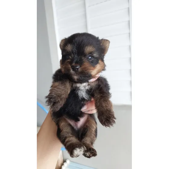 Filhote Macho  De Yorkshire Com Pedigree