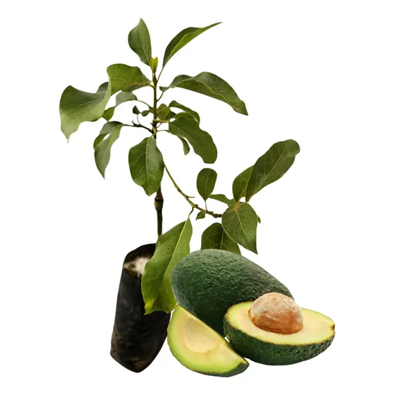 Muda Grande Enxertada De Abacate Margarida Polpa Verde Clara
