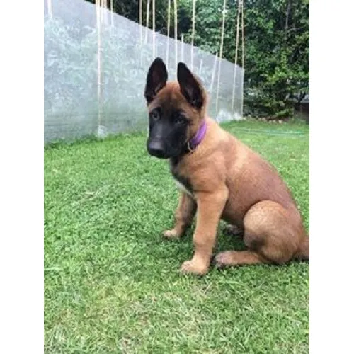 Cachorro Pastor Belga Malinois Puppy Pastor Belga Perrito