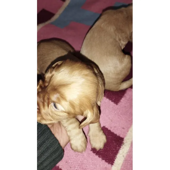 Cocker Spaniel Ingles-envios- Hembra Dorados