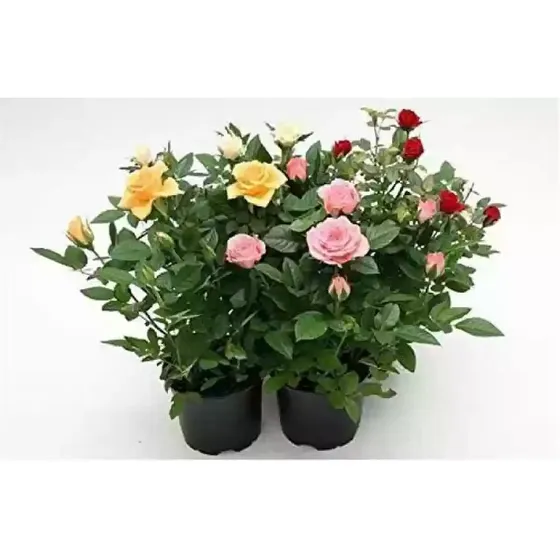 Rosas Rococó ! , Miniatura , X 15, Colores Variados 