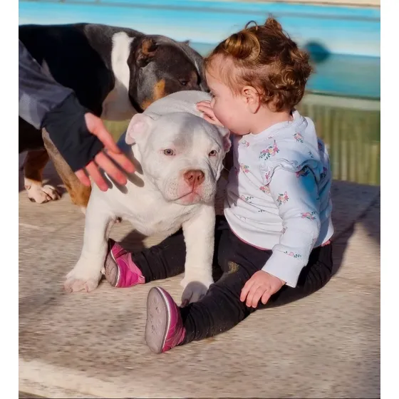 Cachorros American Bully