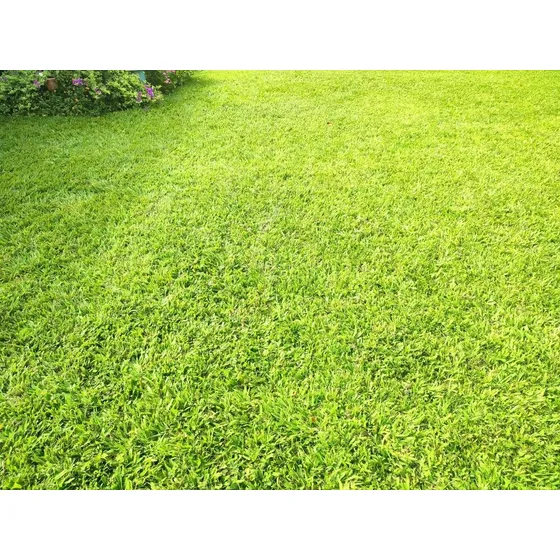 Semilla Grama Bermuda Para Cancha Clima Cálido 400gr