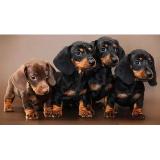 Hoy .cachorros Salchichas Mini Kaninchen. Precio Especial 