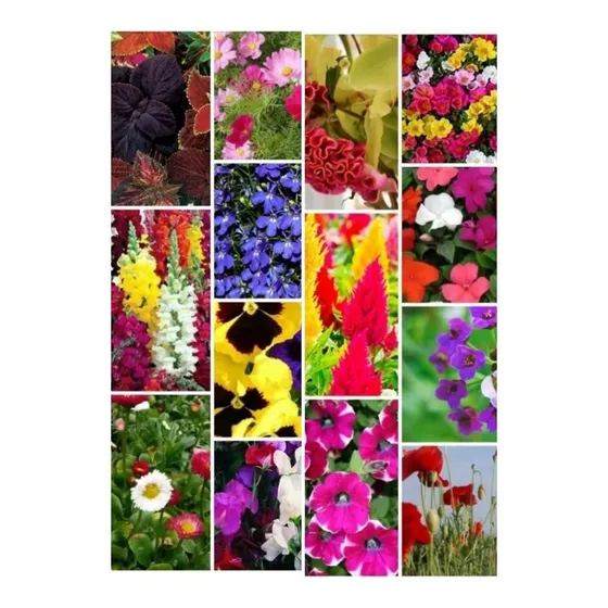 700 Semillas Flores Otoño Invierno + Primavera Verano Combo