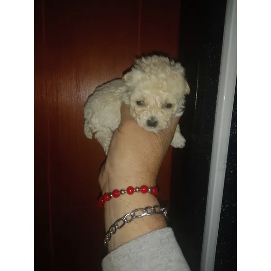 Caniche Micro Mini Toy Hembrita  Vacunada