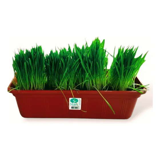 Pastito Para Gato Hierba Gatera Gatuna Maceta 40 Cm Isiflor