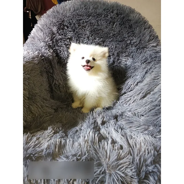 Cachorros Pomerania Blanco