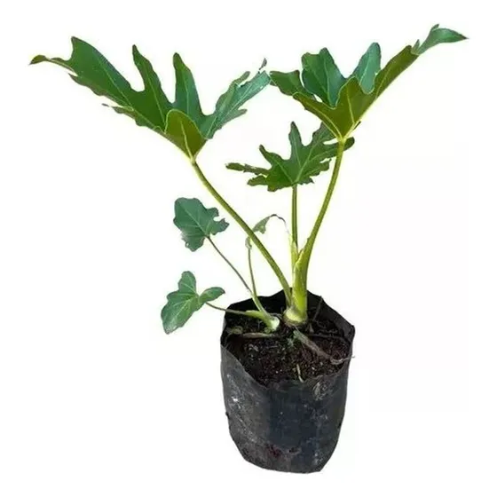 10 Muda Guaimbê Banana Macaco Melhor Produtor Philodendron