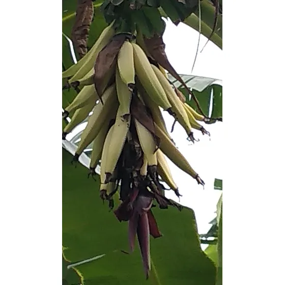 Semilla Colino De Plátano Blanco O Indio.