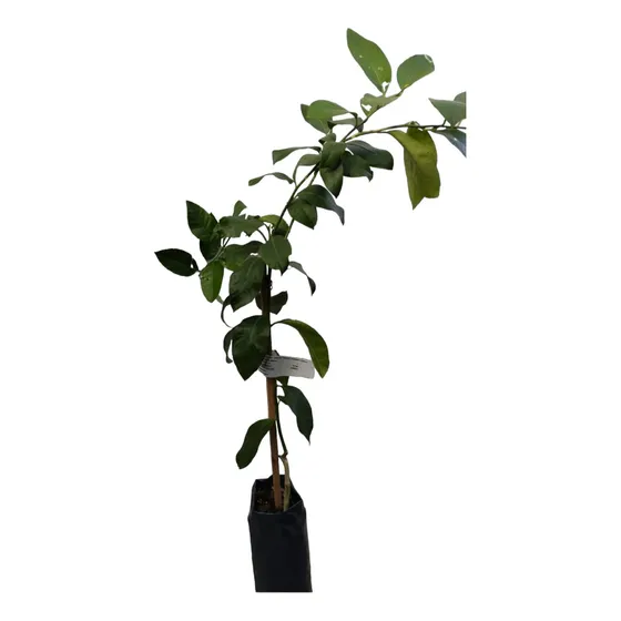 Mandarina Mandarino Tanjarino+tierra Ab Regalo Envio Gra Mvd