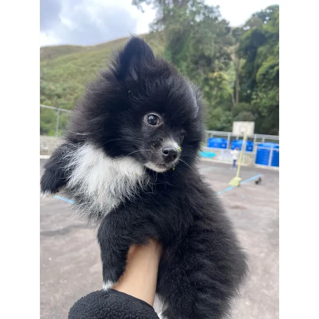 Cachorro Pomerania Hembra Lulu