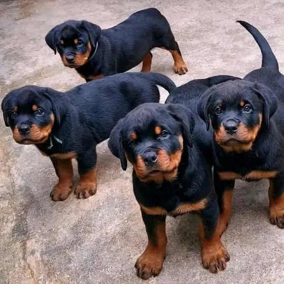 Cachorros Rottweiler Vacunados 2 Meses De Nacidos