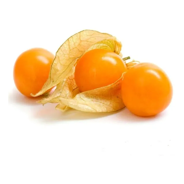 50 Sementes Importadas Physalis Edulis Fisalis Goldenberry