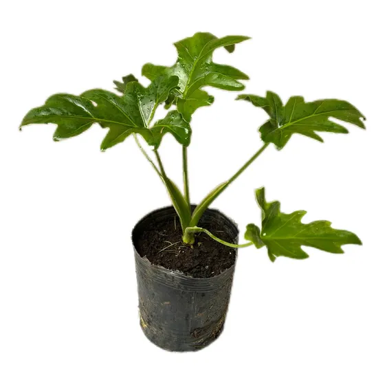 Philodendron Undulatum Filodendro Enano 20cm Maceta 3l Blanco