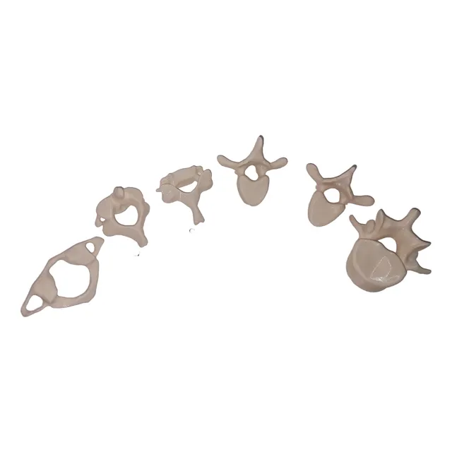 Kit De Vértebras Anatómia Medicina - Neuroprint 3d