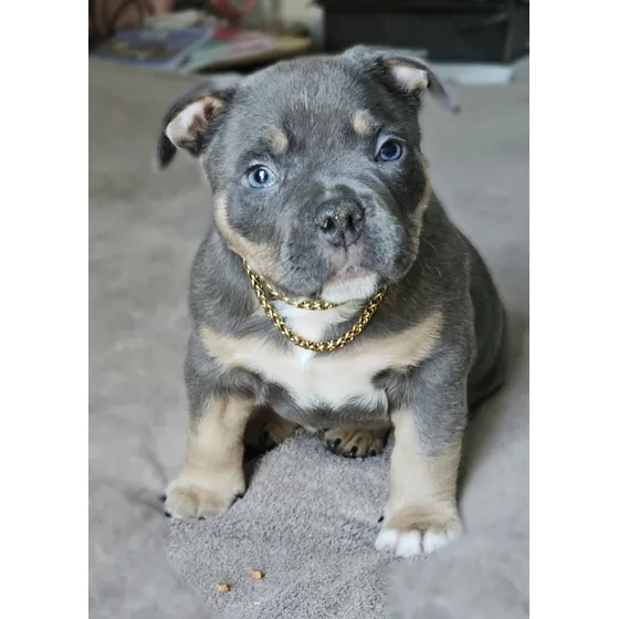 Cachorros American Bully