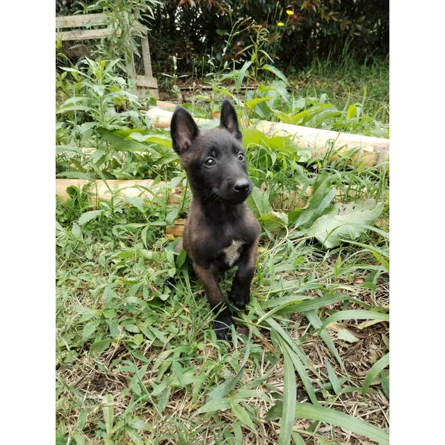 Cachorro Pastor Belga Carbonero Animal Pets Colombia 