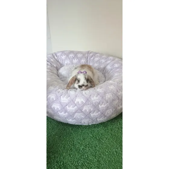 Mini Lop Super Docil ,manso Bom Para Crianças