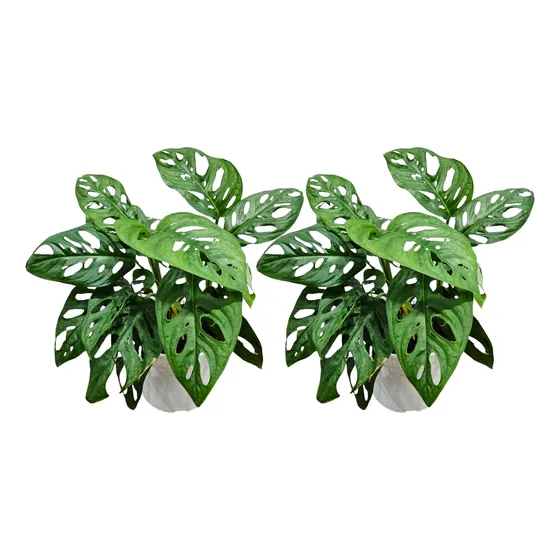 Kit 2 Muda Costela De Eva (monstera Adonsonii)