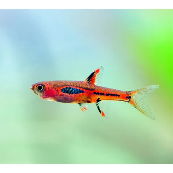 Peixe Rasbora Mosquito Merah 1 Cm