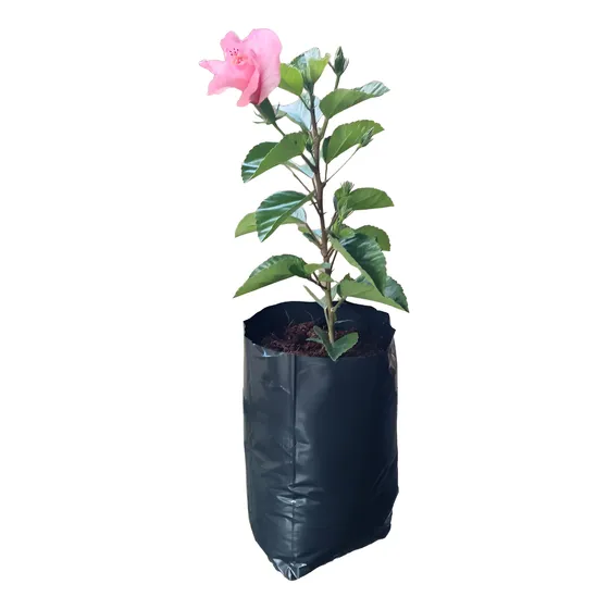 100 Bolsas Macetas Negras Nylon Vivero Plantas Arboles 5 Lt