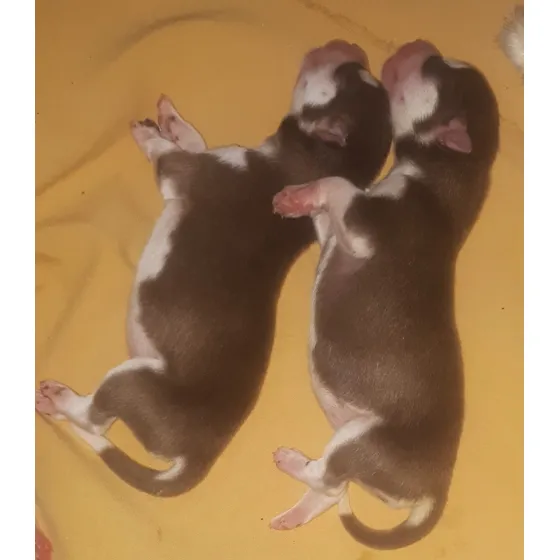 Cachorros Siberian Husky Únicos