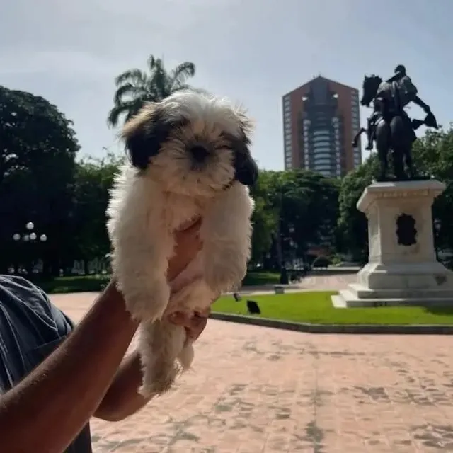 Hermosos Cachorros Shihtzu. 100% Puros Vacunados