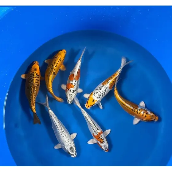 5 Carpas Koi Selecionadas, De Alto Padrão Genético Amarelo
