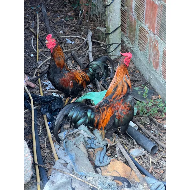 Gallo Joven Macho Criollo Naranja Oscuro