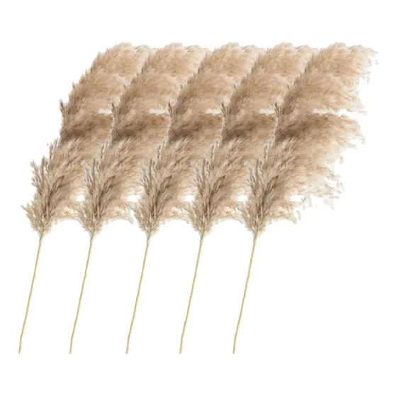 Pack X5u Varas Pampa Grass Penacho Ramo Decorativo Color Natural