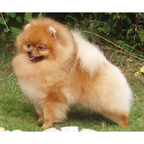 Cachorros Pomerania Cara De Oso