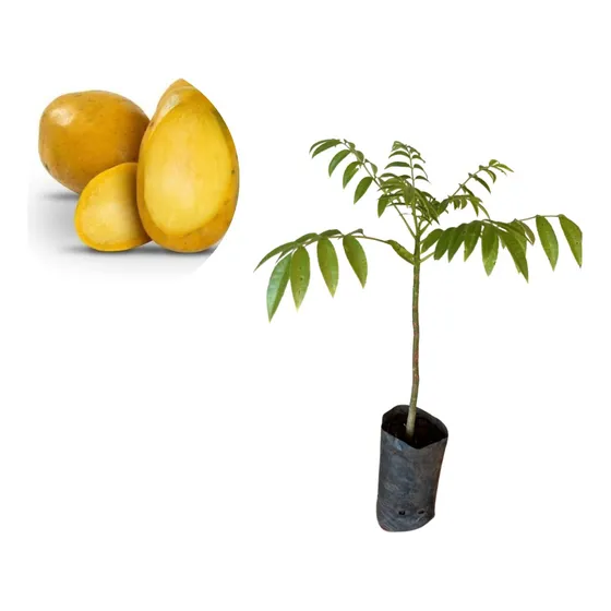 Muda De Cajá Manga Anão P/ Vasos - Excelente Frutas