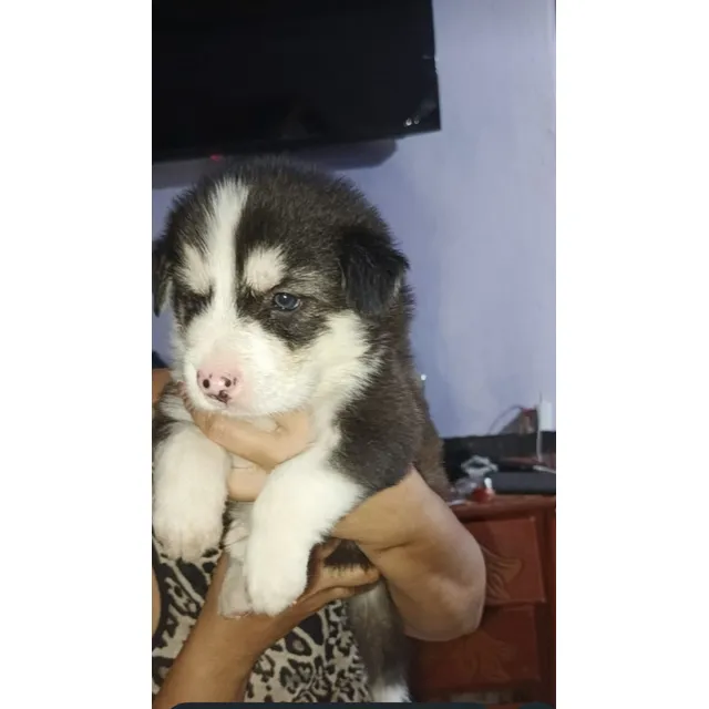 Husky Siberiano