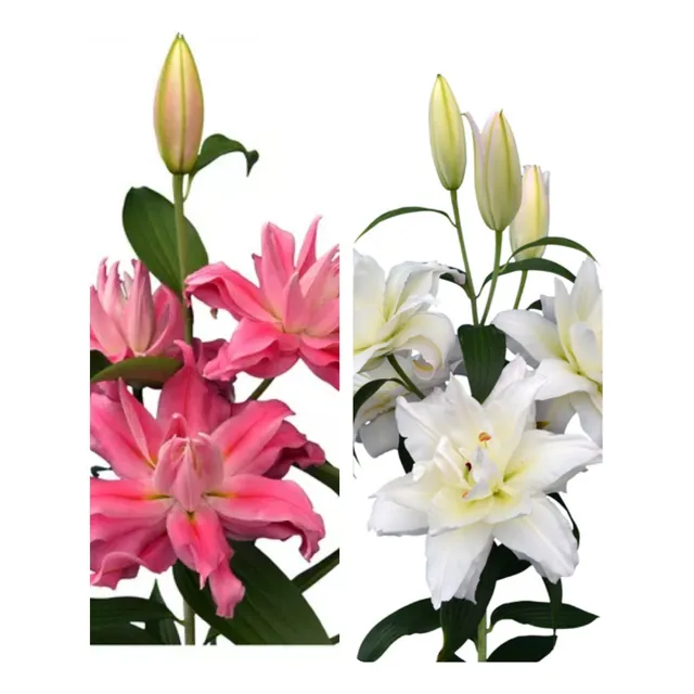 Pack 9 Lilium Dobles Orientales