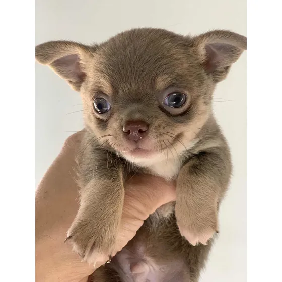 Chihuahua Macho Lilac Mini  Excelente 